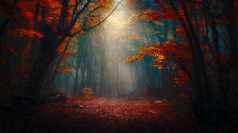 Forest With Fog And Sunbeam Hd Nature Wallpapers Hd