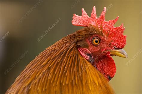 rooster stock image e764 0466 science photo library