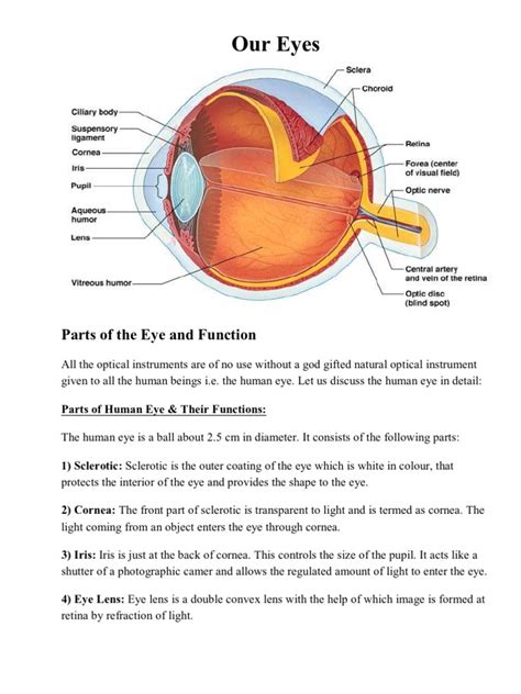 Parts Of The Eye And Function Ear Human Eye