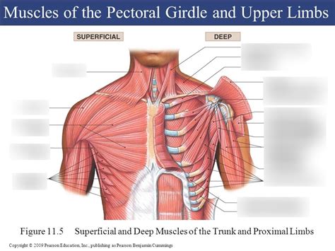 Muscles Upper Extremity Diagram Quizlet