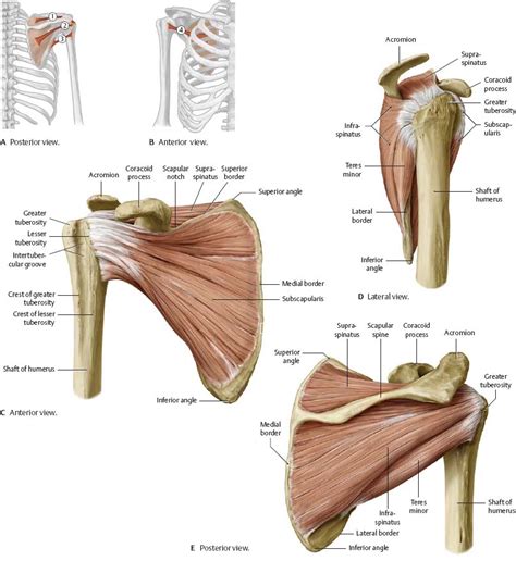 Diagram Of Shoulder And Arm Arteries Of The Upper Limb Arm