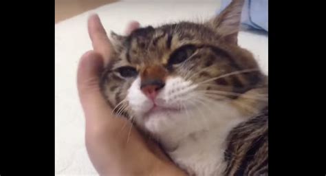 Another hint that cats can detect we're sad is how upset they get when we're away. Cat Refuses To Let Go Of Owner's Hand - Cats vs Cancer