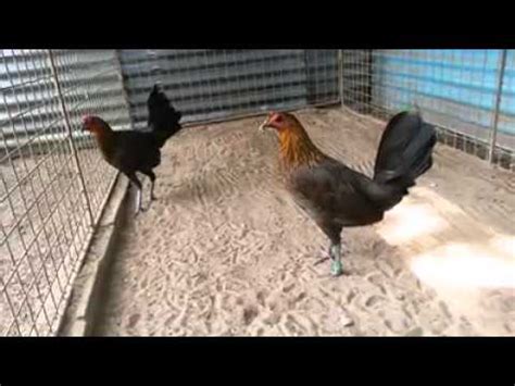 Sobat ambyar adalah film tentang didi kempot. Ayam Philipin Segel