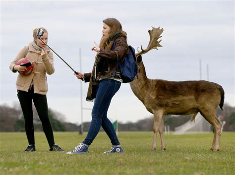 Woman Knocked Down By Horny Deer After Trying To Take A Selfie In