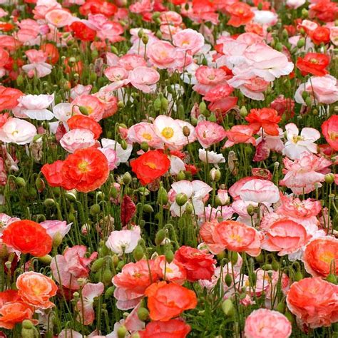 Shirley Poppy Double Mix Seeds The Seed Collection