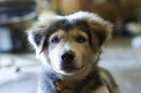Searching for puppies for sale near you? German Shepherd Husky Mix Rescue | PETSIDI
