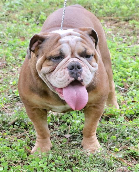 All of our adults are registered purebred english bulldogs (akc). Olde English Bulldogge Puppies For Sale | Ocala, FL #251763