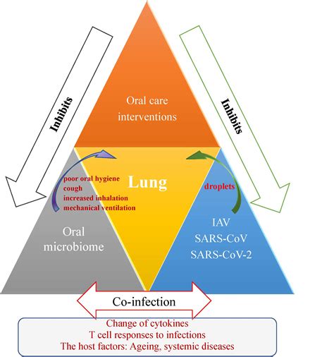 Frontiers Oral Microbiome And Sars Cov 2 Beware Of Lung Co Infection