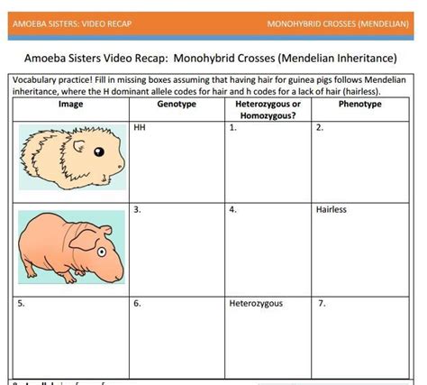 Different amoeba types compete for the same food and resources, so blocking displaying top 8 worksheets found for amoeba sisters alleles and genes answer key some of the worksheets for this concept are amoeba sisters. 19 best images about Genetics on Pinterest | Cut and paste, Activities and Life science