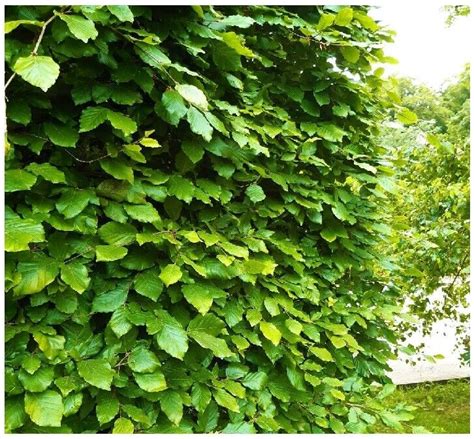 3 Green Beech Hedging Plants Fagus Sylvatica Trees 30 50cmcopper In