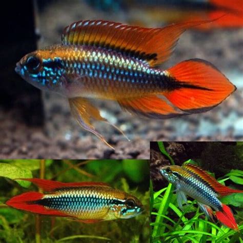 Platies Coral Blue Hi Fin Platy Xiphophorus Variatus 4cm Aquarium