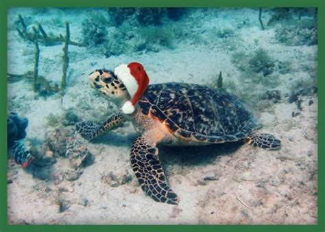 SEATURTLE ORG Image Library Hawaiian Christmas Tortoise Turtle