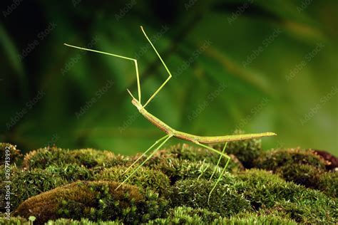 Stick Insect Or Phasmids Phasmatodea Or Phasmatoptera Also Known As