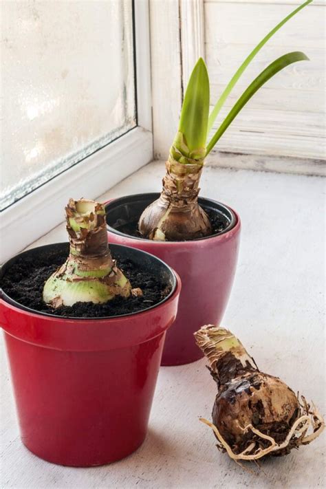 Step By Step How To Plant And Grow Amaryllis Bulbs Indoors