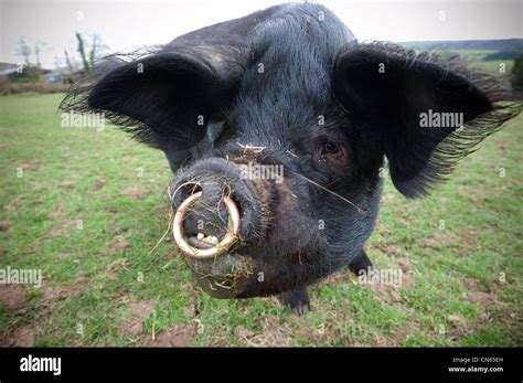 Happy Free Range Pig With Nose Ring Fotografías E Imágenes De Alta