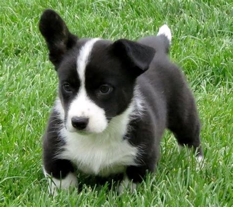 Find a welsh corgi puppy for sale. Corgi Puppies For Sale | Sacramento, CA #155133 | Petzlover
