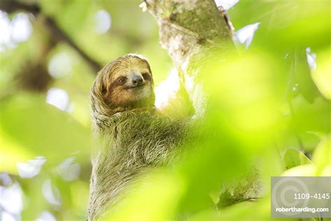 Brown Throated Three Toed Sloth Bradypus Variegatus Stock Photo