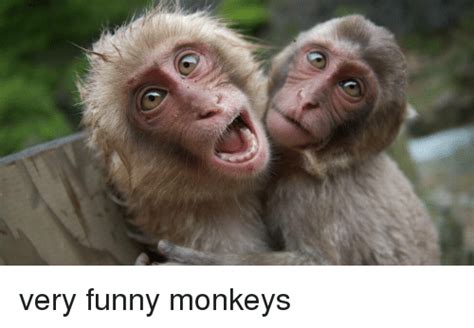 Very Funny Monkeys Funny Meme On Sizzle