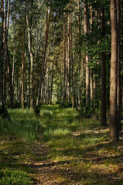 Green Landscape Of Beautiful Summer Forest At Sunrise Stock Photo