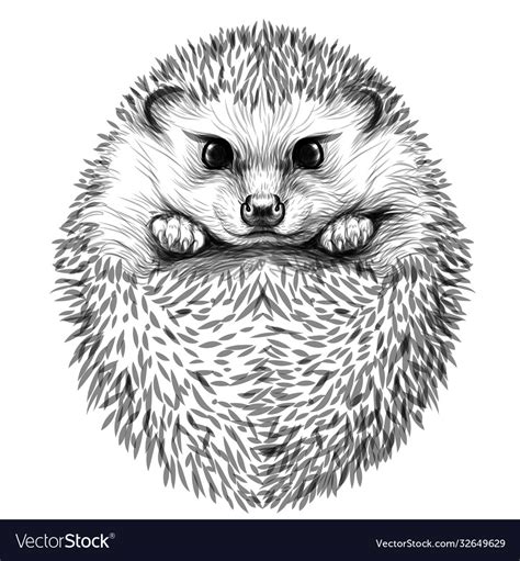 Hedgehog Sketch Drawn Black And White Portrait Vector Image