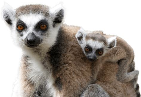 Ring Tail Lemur National Zoo And Aquarium