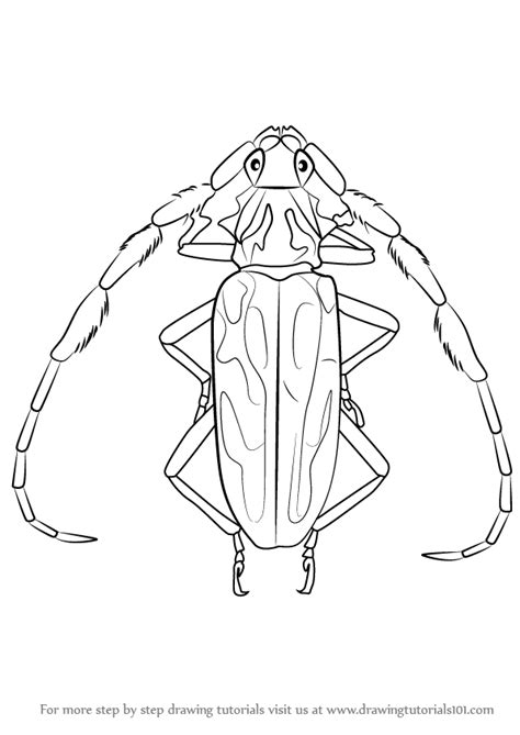 Learn How To Draw A Longhorn Beetle Beetles Step By Step Drawing