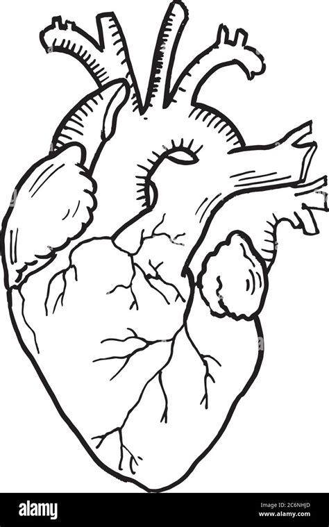 Contour Vector Outline Drawing Of Human Heart Organ Medical Design