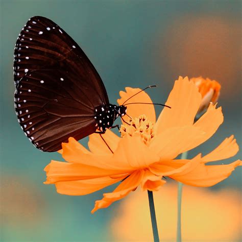 Flower Butterfly 4k 3840x2160 37 Wallpaper Pc Desktop