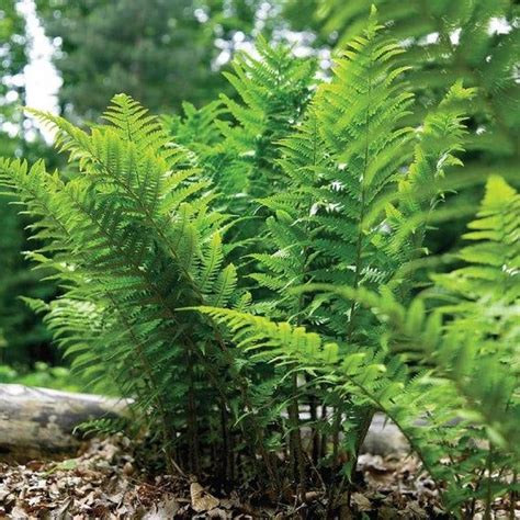 20 Leatherwood Fern Bulbsdryopteris Marginalis Garden Shrubs