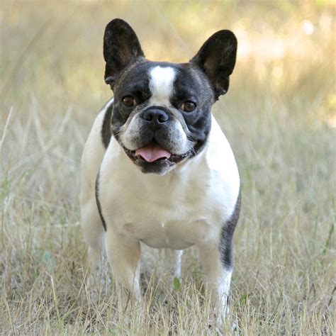 16 Common French Bulldog Health Problems Royal Frenchel