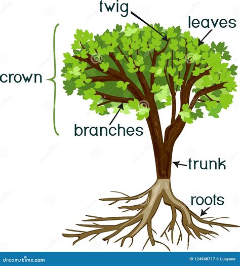 Partes De Planta Morfologia Da árvore Com Coroa Sistema Da Raiz E