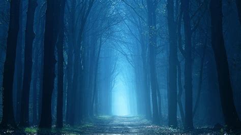Landscape Nature Tree Forest Woods Fog Road Path Wallpapers Hd