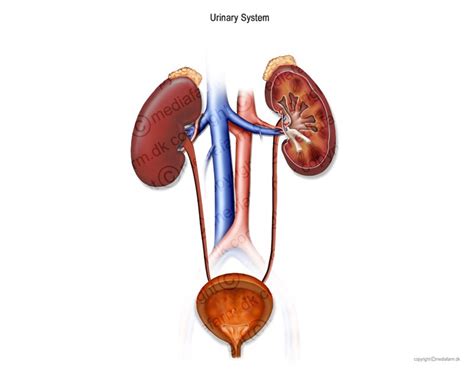 Kidney, Ureter, Bladder, Sphincter, Uretha