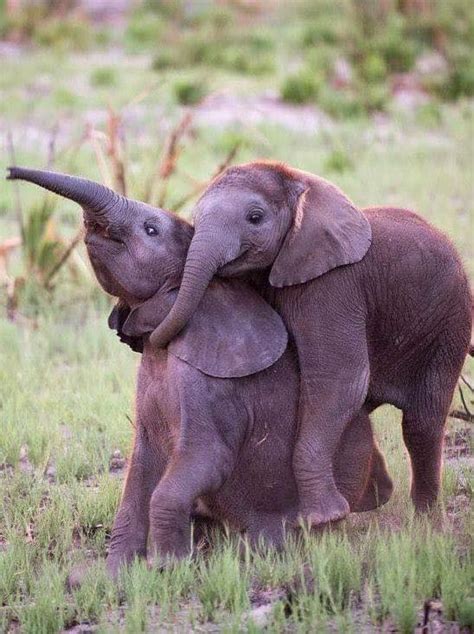 Pin By Pat Chouly On Majestueux éléphants Happy Animals Funny
