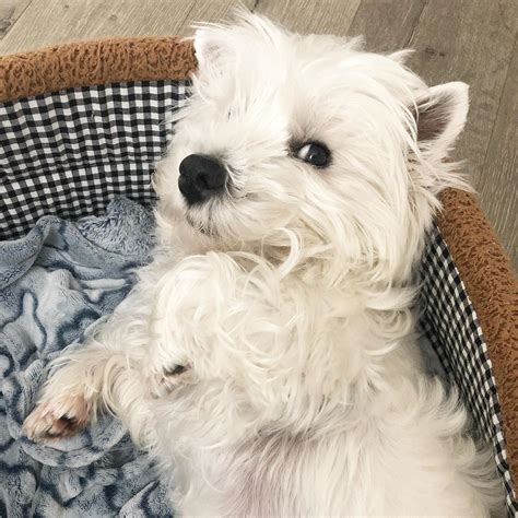 623 Likes 8 Comments Westie Mr Milo On Instagram “sending You My Side Eye😁mom Said I Have A