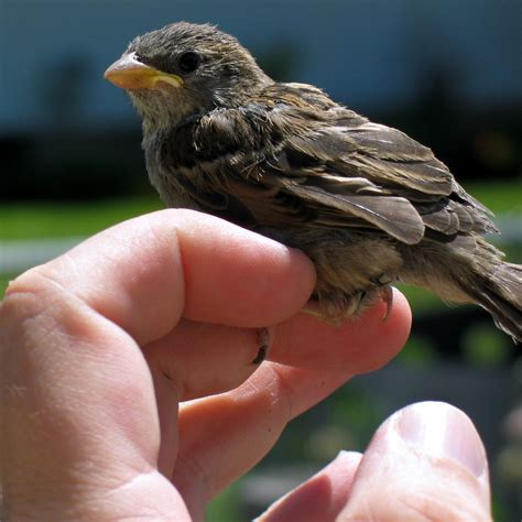 Bird In Hand House Sparrow IX Swiper S Most Recent Victi Flickr