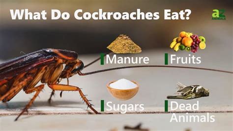 What Do Cockroaches Eat A Z Animals