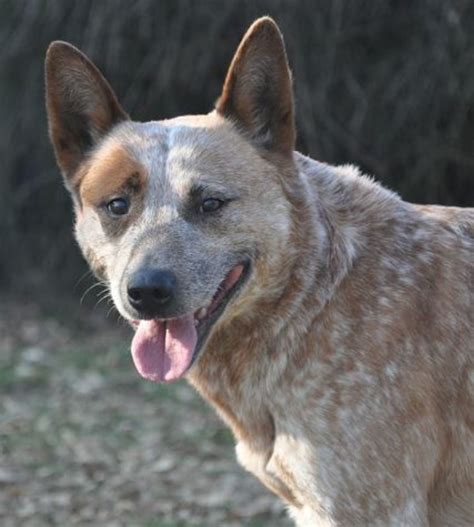 What Is A Queensland Heeler Dog Discoveries