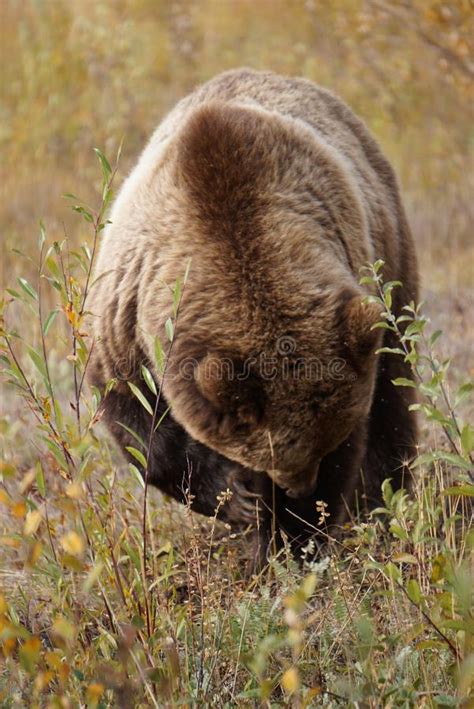 Brown Grizzly Bear In North America Stock Image Image Of Yukon Cute