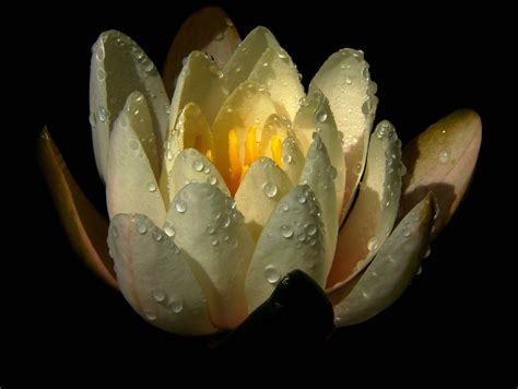 Online Crop White Flower Bud Water Lily Drops Petals Hd Wallpaper