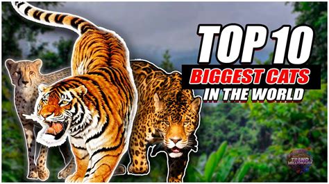 Top 10 Biggest Cats In The World 2023 Cutest Cats Alive Ever You