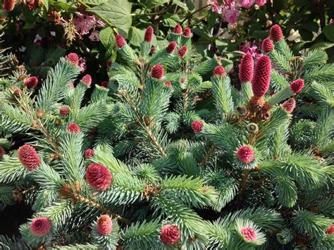 With all the different types of perennials. Conifer flowers? Well, not exactly—but sorta, kinda. The ...