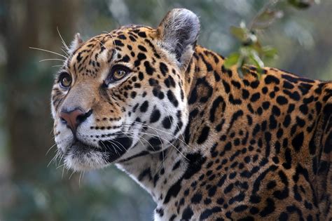 Wildlife guide to the Pantanal