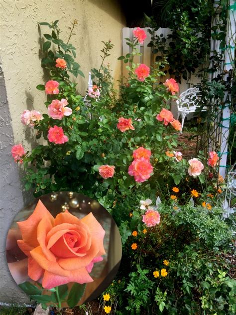 10 Roses That Should Have A Home In Every South Florida Garden South