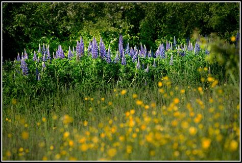 Free Images Landscape Nature Field Lawn Meadow Prairie Flower
