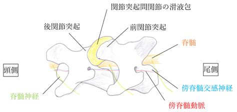 頸椎の変形性関節症