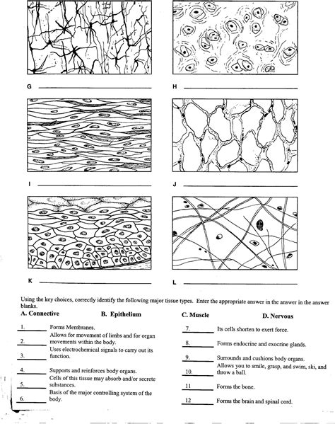 A word bank is provided. TIssue Worksheet, W1 | Biology worksheet, Human tissue ...