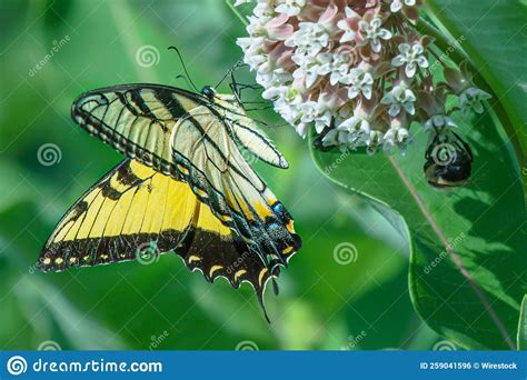 Cierre De La Mariposa De Papilio Glaucus De Tigre Oriental Amarillo Y