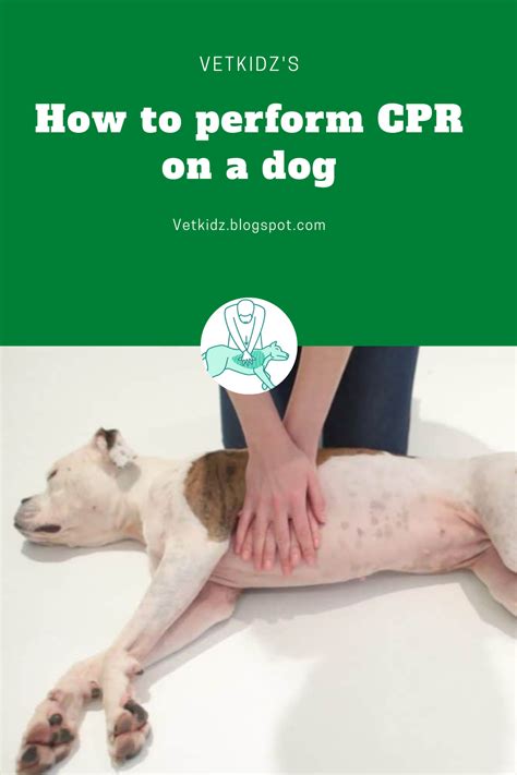 How To Perform Cpr On A Dog