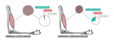 Crossfit Muscle Basics Part 4 Atrophy And Sarcopenia